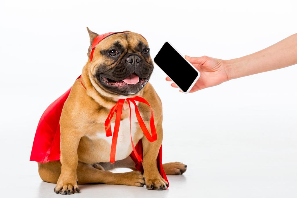 Teilansicht einer Frau, die süße französische Bulldogge im Superheldenkostüm ihr Smartphone gibt - Foto, Bild