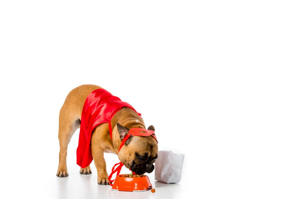 adorável bulldog francês em traje de super-herói comendo comida de cão isolado no branco
 - Foto, Imagem