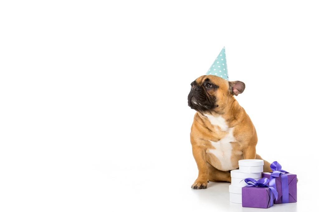 bulldog francês em cone de festa sentado perto de presentes embrulhados isolados em branco
 - Foto, Imagem