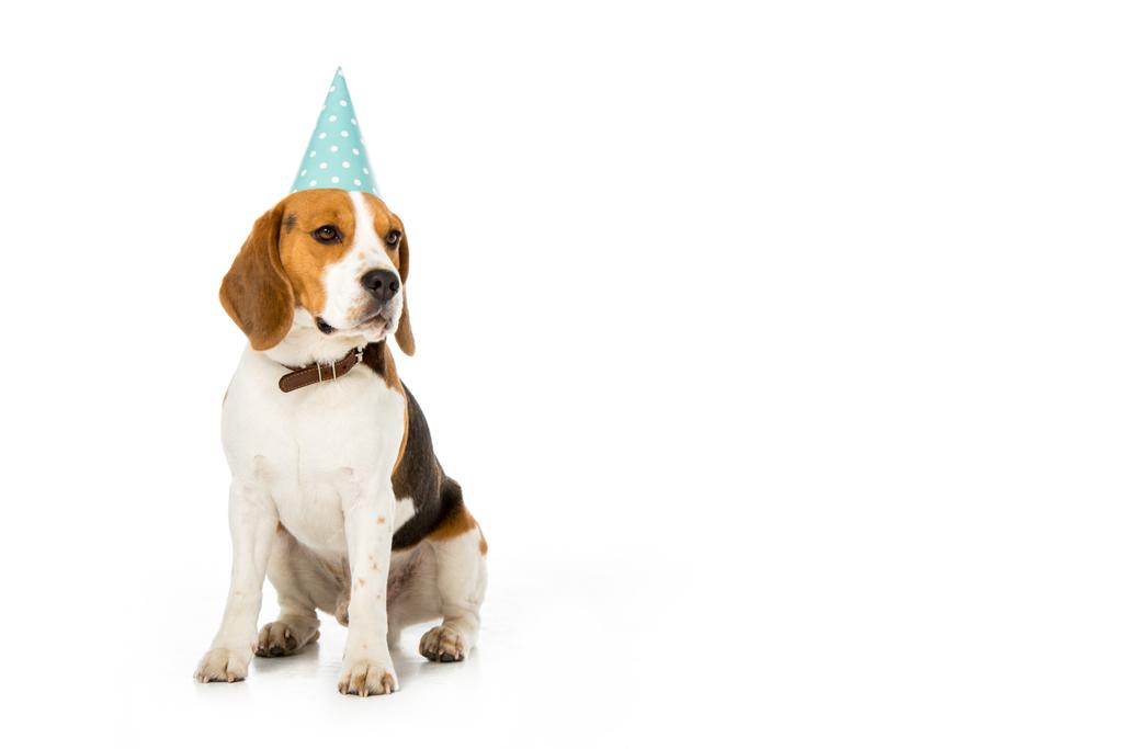 Beagle Hund in Party Kegel isoliert auf weiß - Foto, Bild