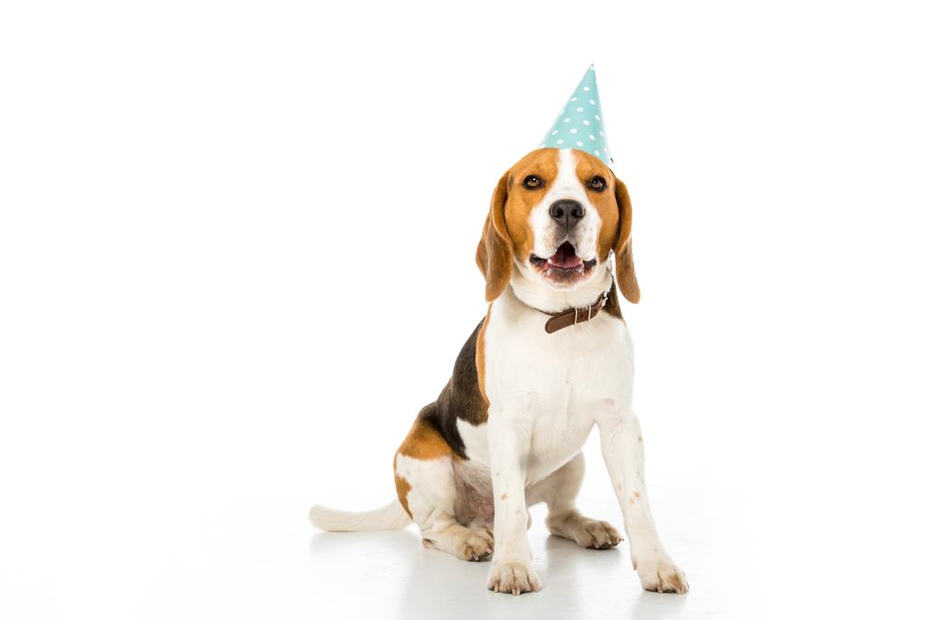 beagle dog in party cone isolated on white - Photo, Image