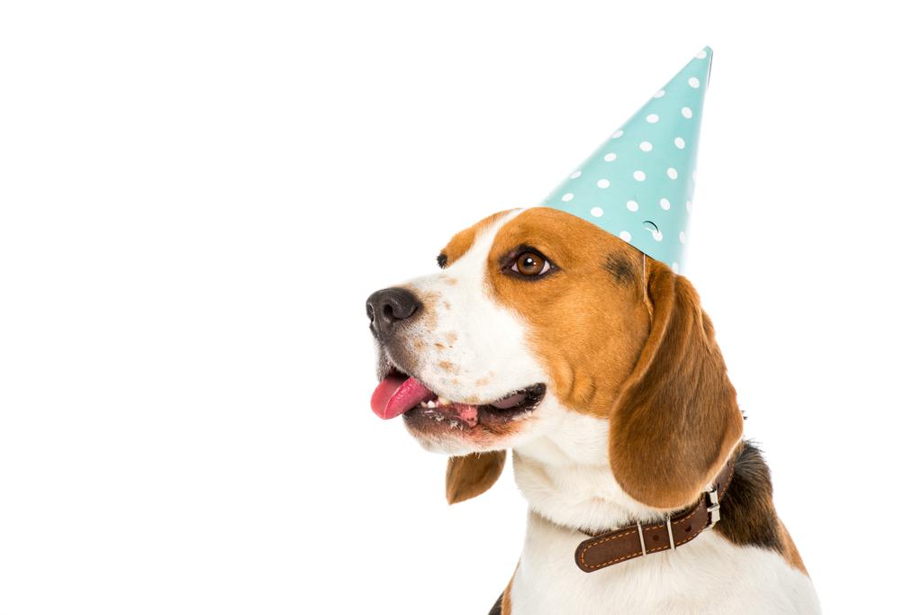 side view of beagle dog in party cone sticking tongue out isolated on white - Photo, Image