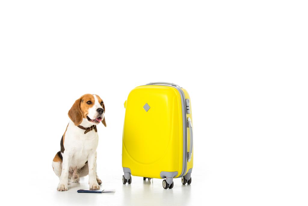 chien beagle avec valise, passeport et billet isolé sur blanc
 - Photo, image