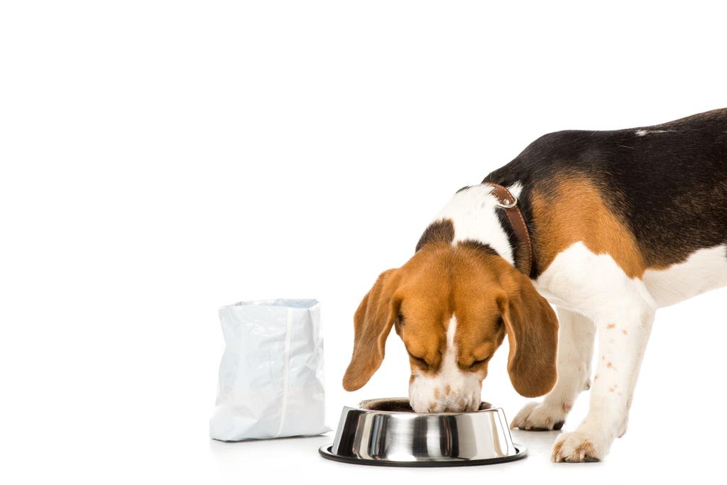 beagle comer alimento para perros aislado en blanco
 - Foto, imagen