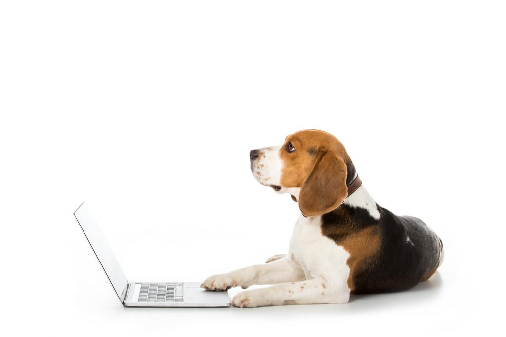 side view of adorable beagle dog with laptop isolated on white - Photo, Image