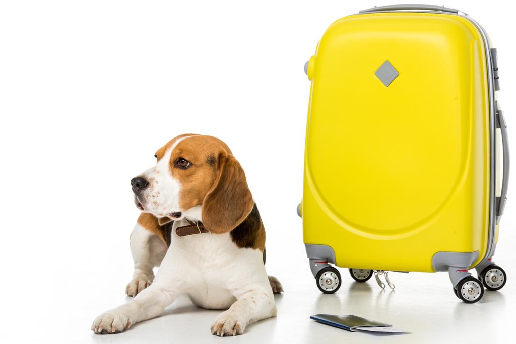 χαριτωμένο beagle σκυλί με βαλίτσα, διαβατήριο και εισιτήριο που απομονώνονται σε λευκό - Φωτογραφία, εικόνα