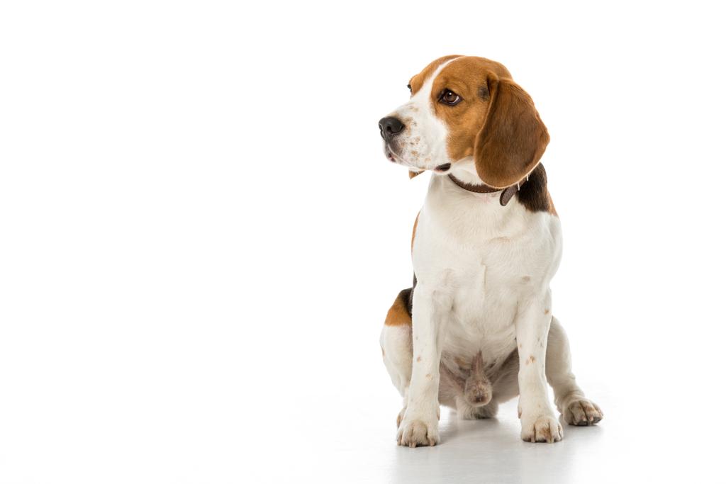 Niedlicher Beagle-Hund im Halsband schaut isoliert auf weißem Grund weg - Foto, Bild