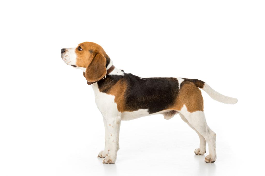 Zijaanzicht van schattige beagle hond in kraag geïsoleerd op wit - Foto, afbeelding