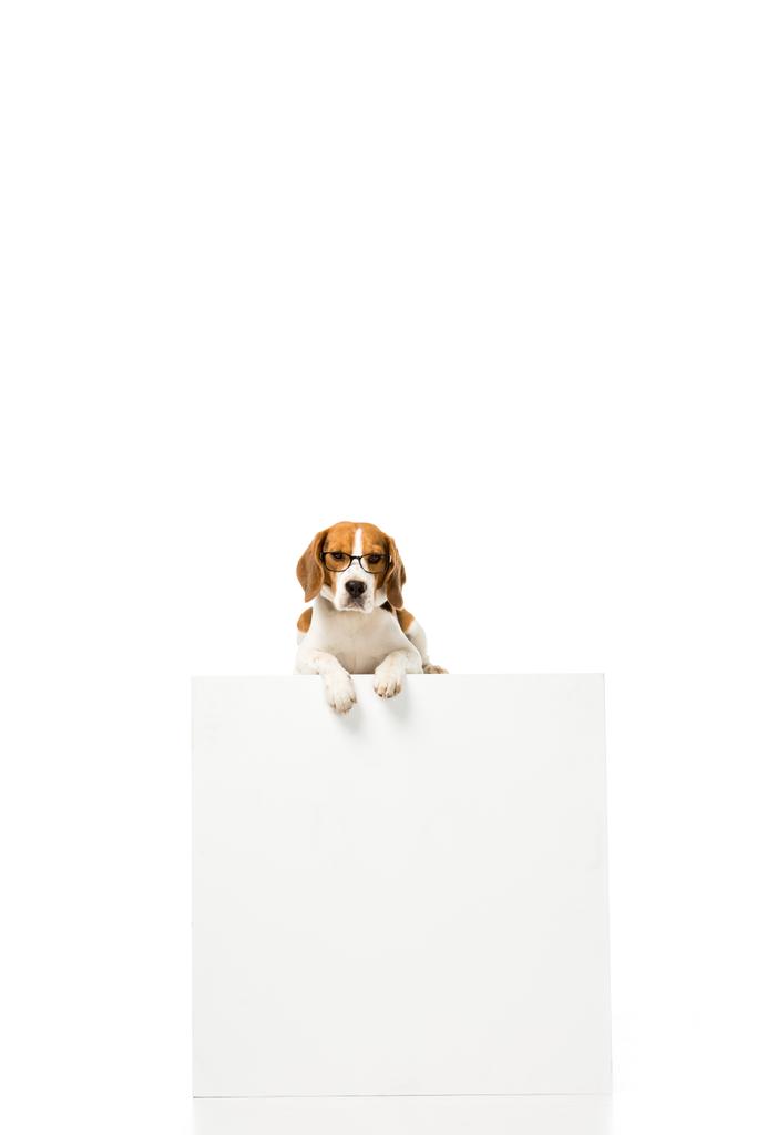 очаровательный пёс в очках и лежит на белом кубе изолированный на белом
 - Фото, изображение