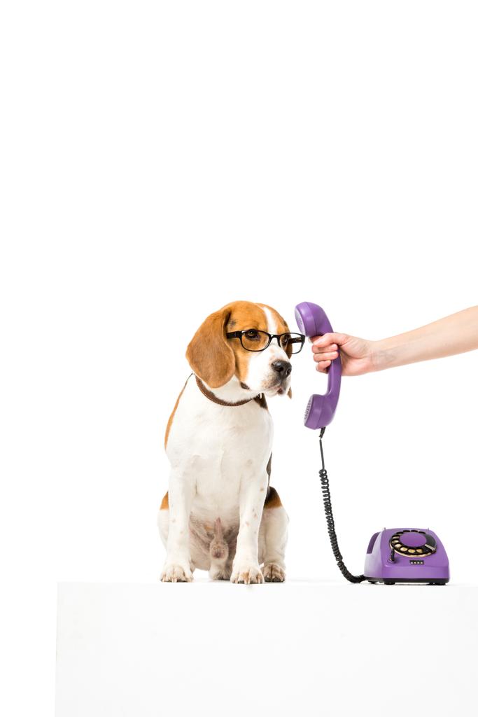 電話管を白で隔離の眼鏡のかわいいビーグル犬に与えて女性の部分的なビュー - 写真・画像