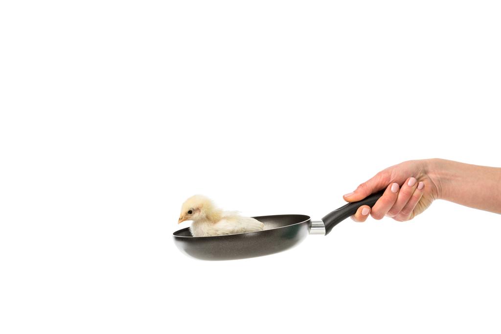 частичный взгляд женщины, держащей сковородку с маленькой цыпочкой, изолированной на белом, протестующей против поедания животных
 - Фото, изображение