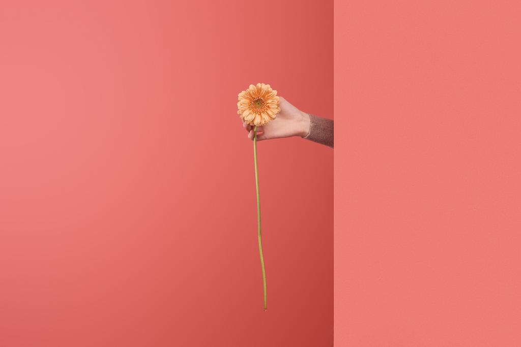 Frau ragt schöne Gerbera-Blume hinter Wand auf rot - Foto, Bild