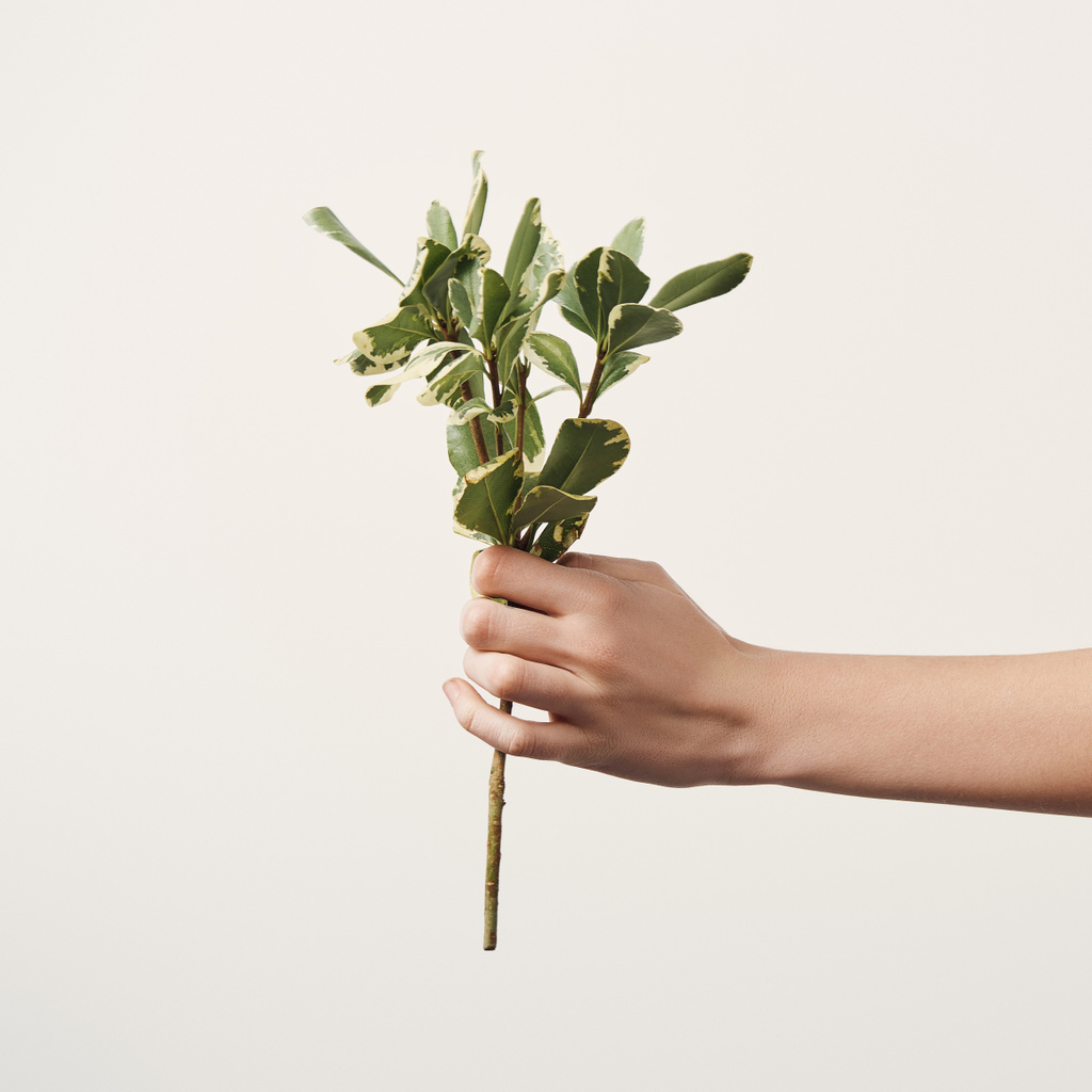 Oříznutý snímek ženy držící zelené větve izolované na bílém - Fotografie, Obrázek