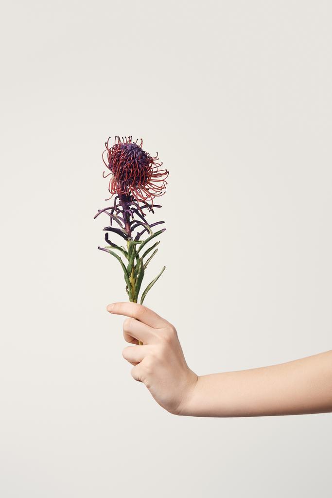 tiro recortado de la mujer sosteniendo Leucospermum flor aislada en blanco
 - Foto, Imagen