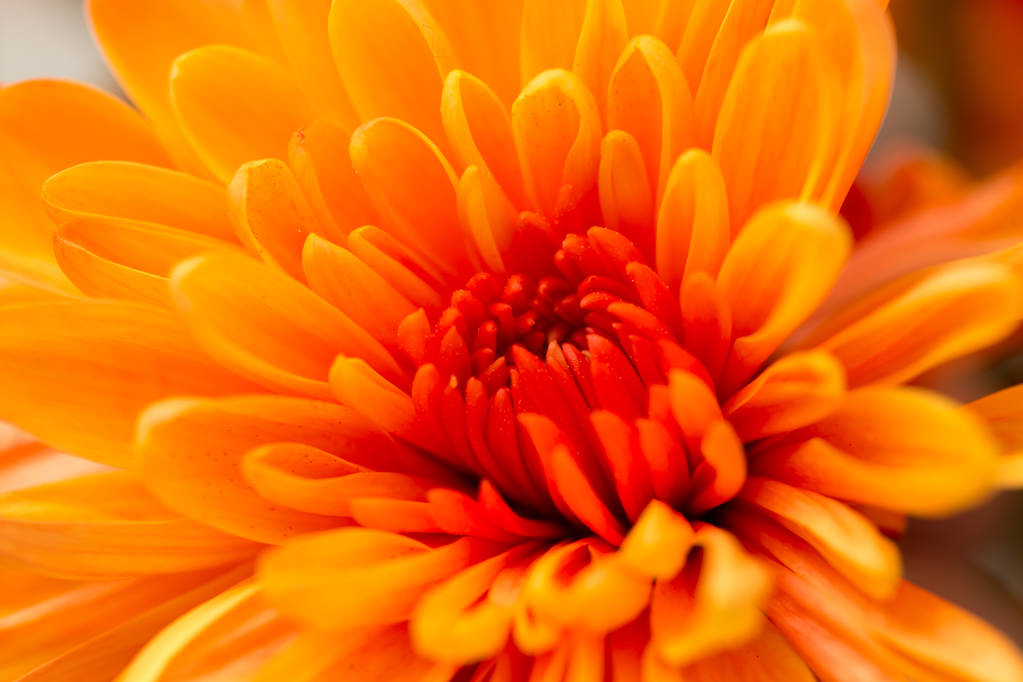 fleur orange comme fond
 - Photo, image