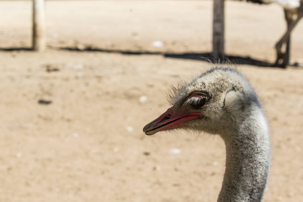 Ostrich on a neutral background - Photo, Image