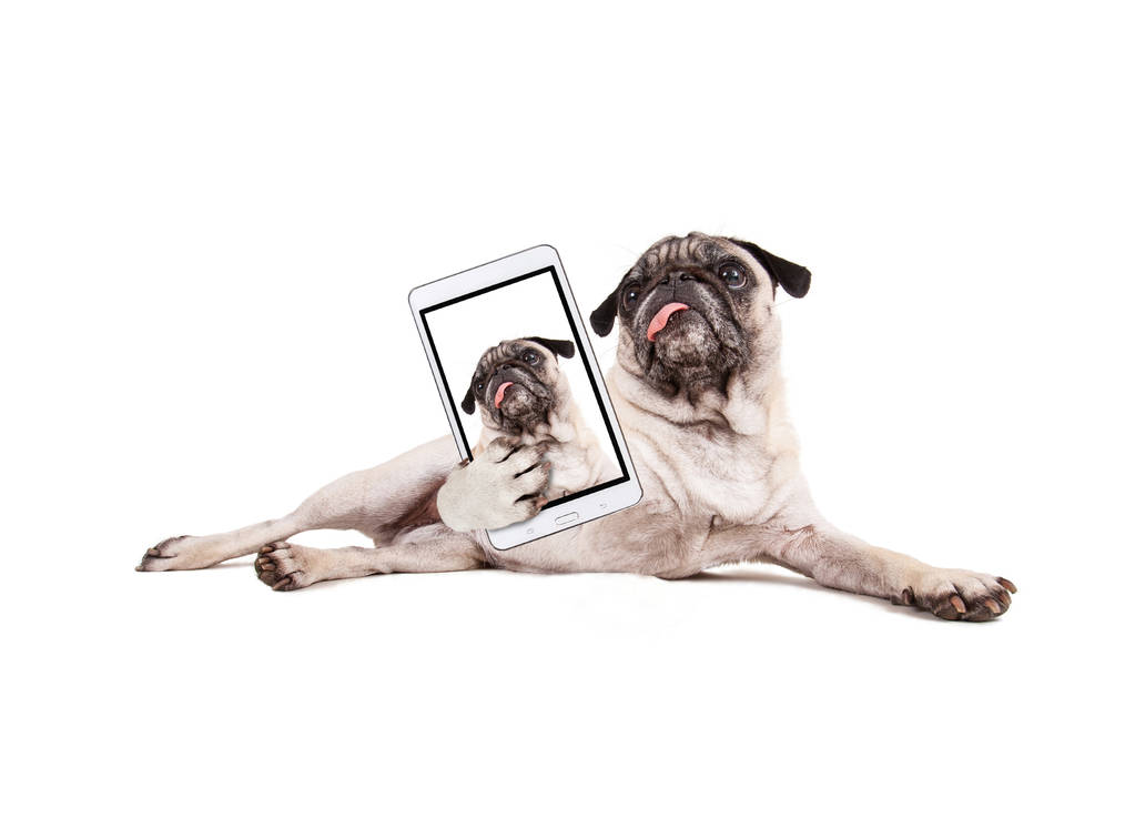 carino cucciolo di carlino con la lingua appendere fuori in studio isolato su uno sfondo bianco prendendo un selfie
 - Foto, immagini