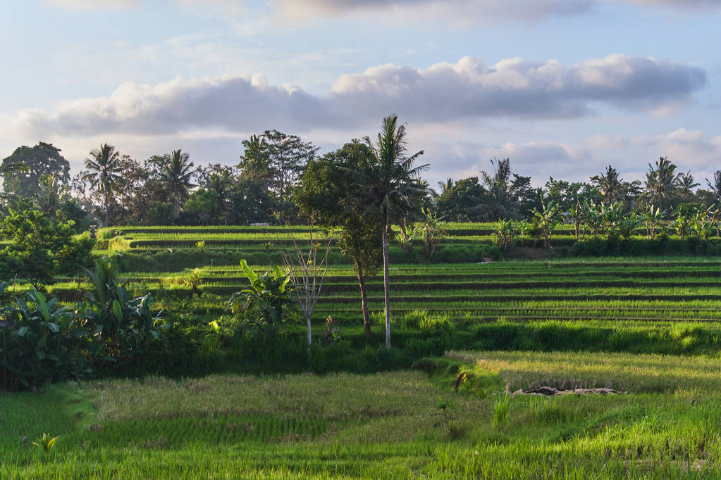 Tarasy ryżowe piękne w Ubud, wyspy Bali, Indonezja - Zdjęcie, obraz
