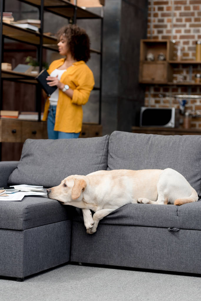 Urocza labrador, leżąc na kanapie, a jego właściciel biorąc książkę z półki - Zdjęcie, obraz