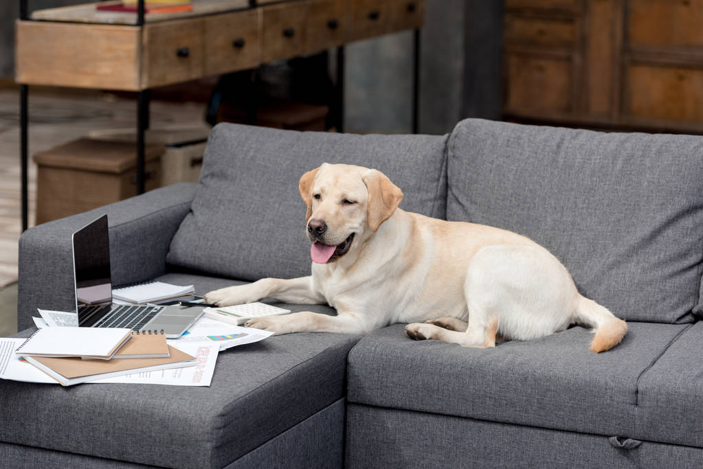 Funny Labrador Dog Lying On Couch With Free Stock Photo and Image