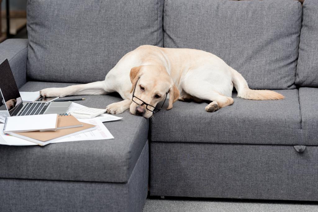 уставшая собака-лабрадор в очках лежит на диване с документами и ноутбуком
 - Фото, изображение