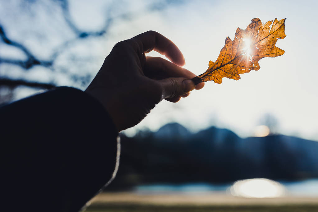 青い空を背景に黄色の秋の葉を保持している女性の手のクローズ アップ写真 - 写真・画像