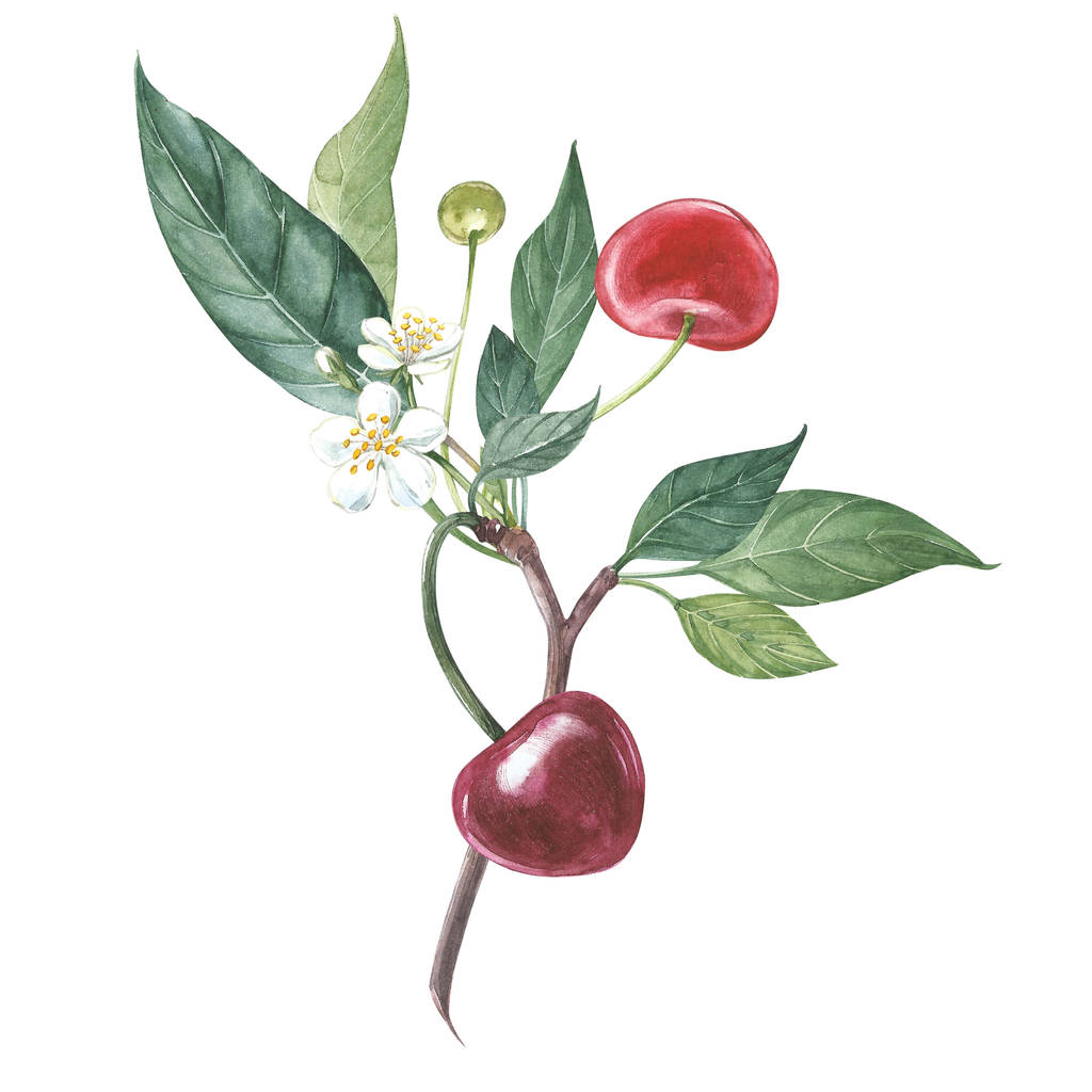 Коллекция высокодетализированной ручной вишни. Акварельная ботаническая иллюстрация на белом фоне
. - Фото, изображение