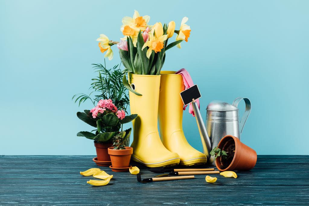 vue rapprochée de bottes en caoutchouc disposées avec des fleurs, pots de fleurs, outils de jardinage sur plateau en bois sur bleu
 - Photo, image