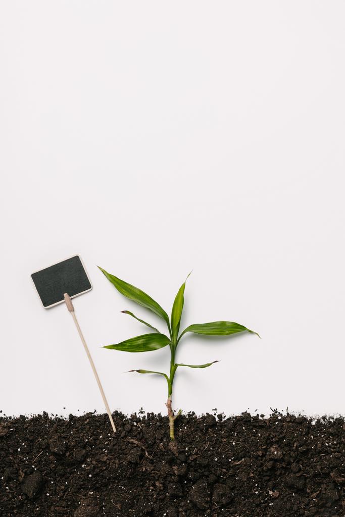 flache Liege mit grüner Pflanze und leerer Tafel im Boden isoliert auf weiß - Foto, Bild