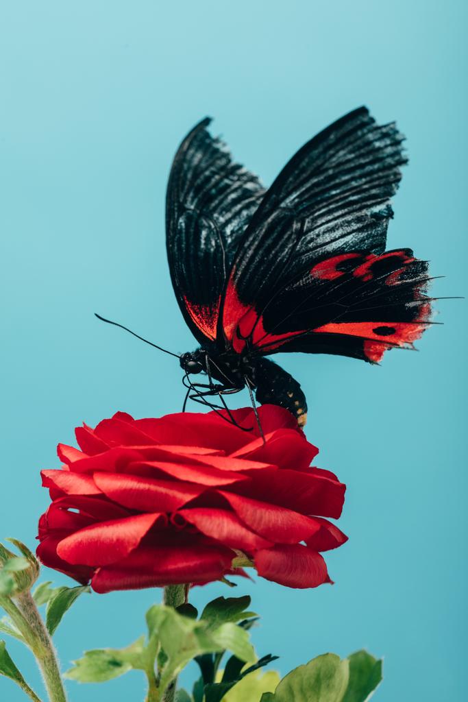 κλείνω πάνω θέα του όμορφη πεταλούδα σε κόκκινο τριαντάφυλλο που απομονώνονται σε μπλε - Φωτογραφία, εικόνα