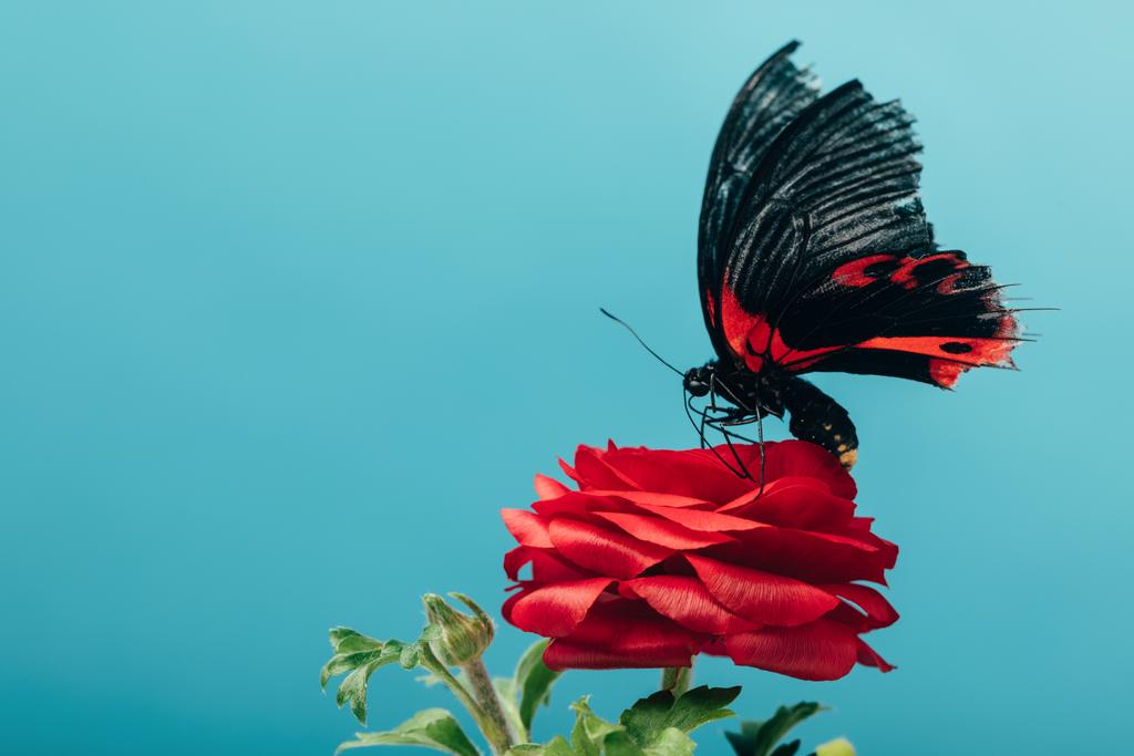 close up view of beautiful butterfly on red rose isolated on blue - Photo, Image