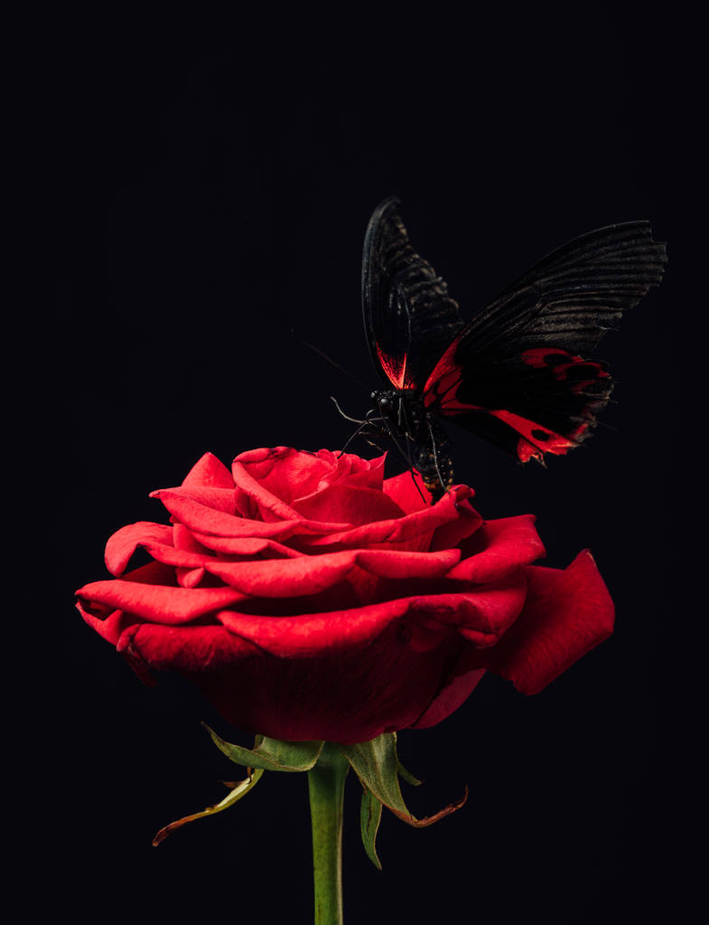 κλείνω πάνω θέα του όμορφη πεταλούδα σε κόκκινο τριαντάφυλλο που απομονώνονται σε μαύρο - Φωτογραφία, εικόνα