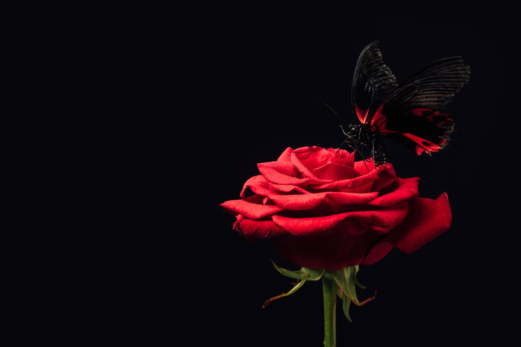 close up view of beautiful butterfly on red rose isolated on black - Photo, Image