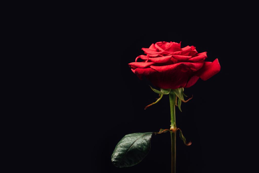 Close-up van de mooie rode roos geïsoleerd op zwart - Foto, afbeelding