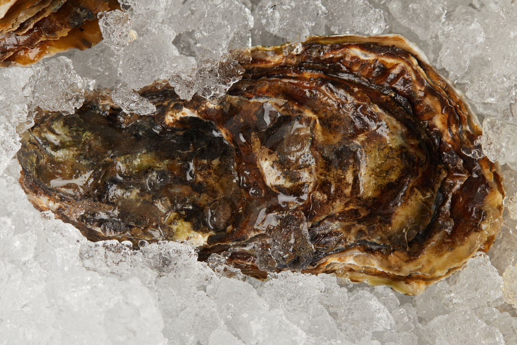 Huîtres de fruits de mer gourmandes réfrigérées sur glace
 - Photo, image