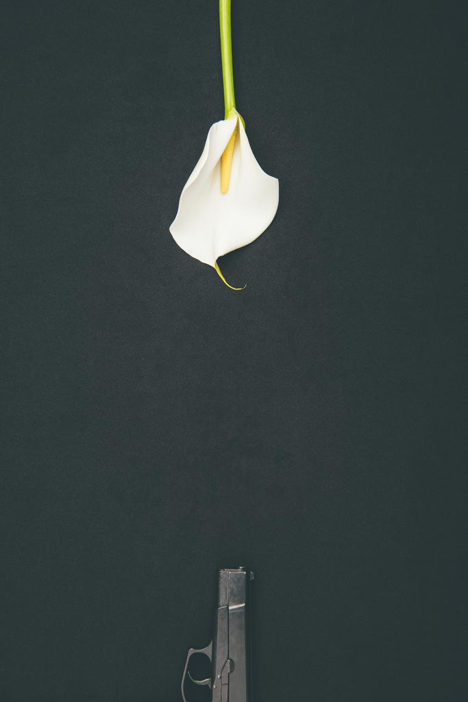 Gun with white calla flower isolated on black - Photo, Image