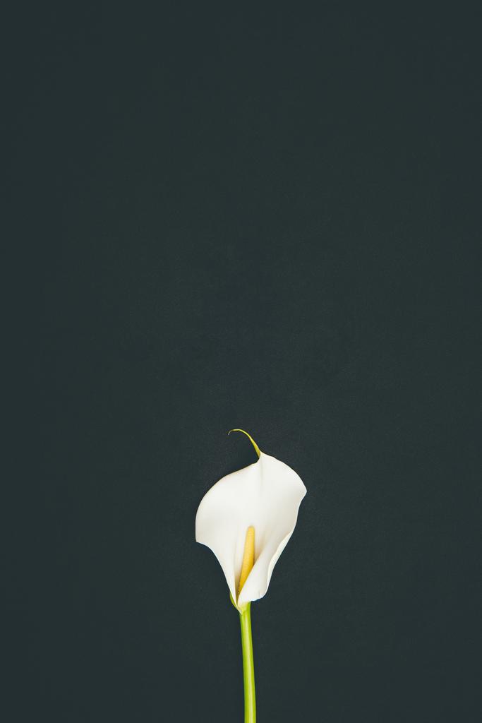 Tenera fioritura fiore di calla isolato su nero
 - Foto, immagini