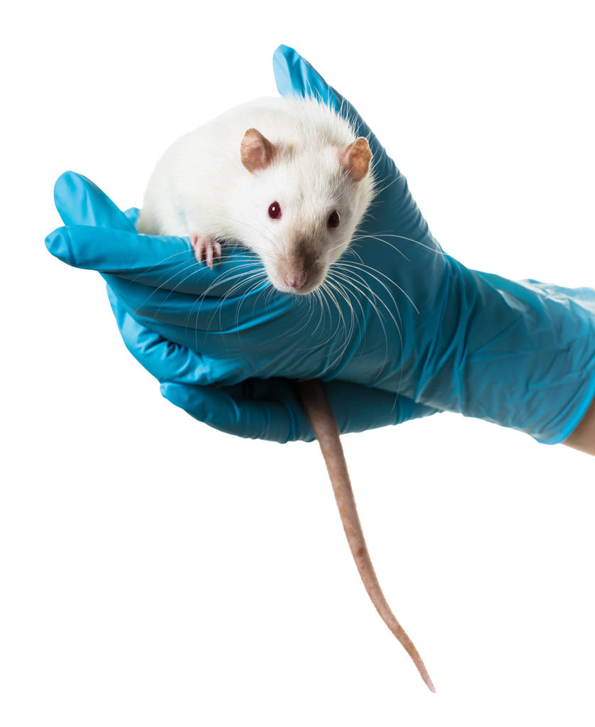 hands in medical gloves hold a rat  - Photo, Image