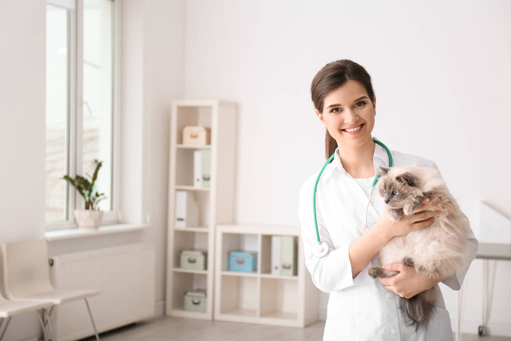 Jeune vétérinaire tenant un chat en clinique
 - Photo, image