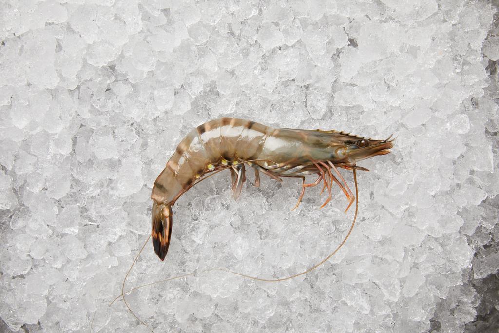 top view of raw prawn on crushed ice - Photo, Image