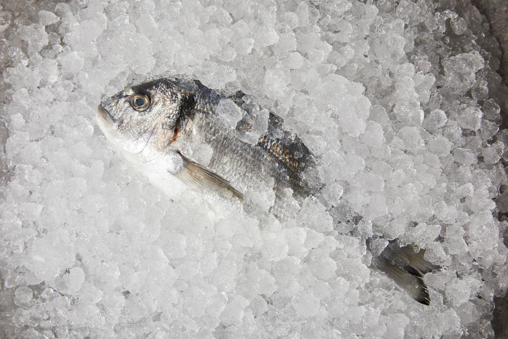 vista dall'alto del pesce crudo su ghiaccio tritato
 - Foto, immagini