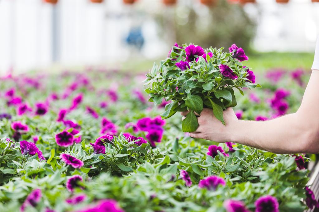 紫色の花の庭師の手のビューをトリミング - 写真・画像