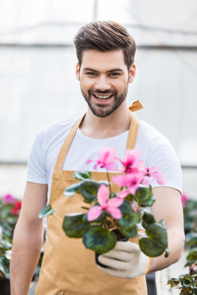 Gardener masculino sorridente que prende o potenciômetro com flores na estufa
 - Foto, Imagem