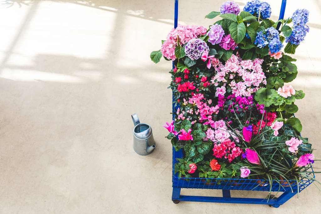 Cart with blooming colorful flowers in pots - Photo, Image