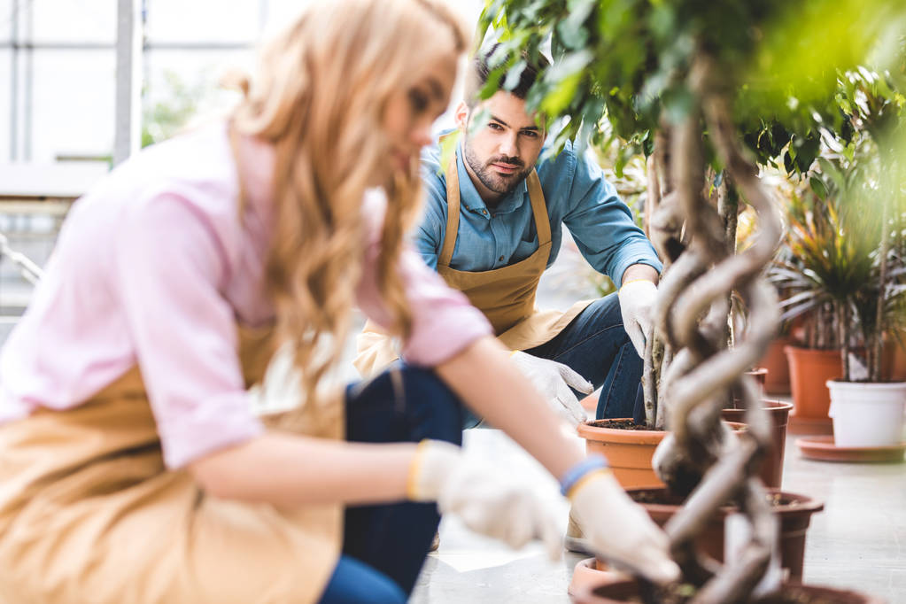 Hombre mirando al jardinero femenino con pala plantando ficus en invernadero
 - Foto, Imagen