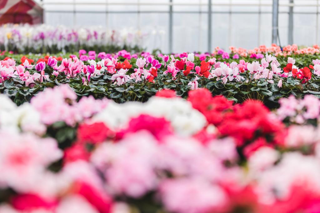 ピンクと白のシクラメンの花の温室で育苗 - 写真・画像