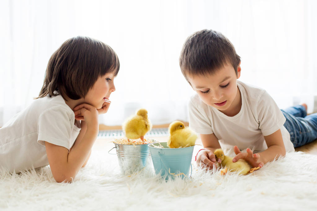 Cute little children, boy brothers, playing with ducklings sprin - Photo, Image