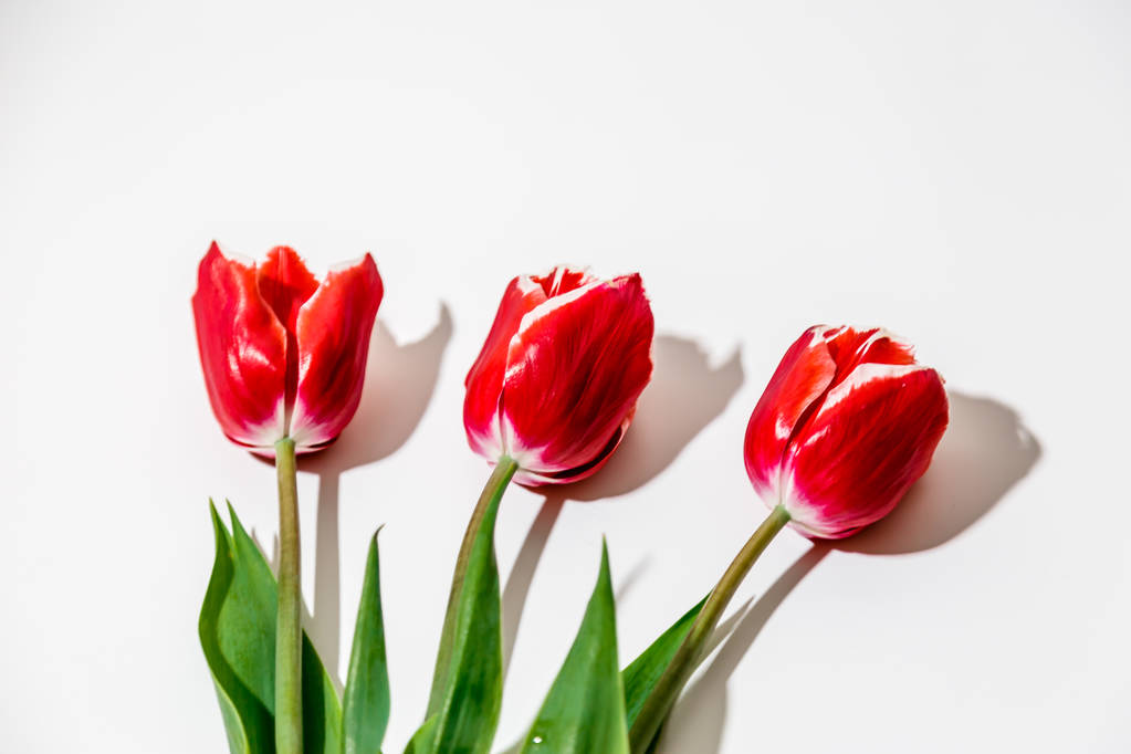 három virág, fehér alapon piros tulipán hazugság - Fotó, kép