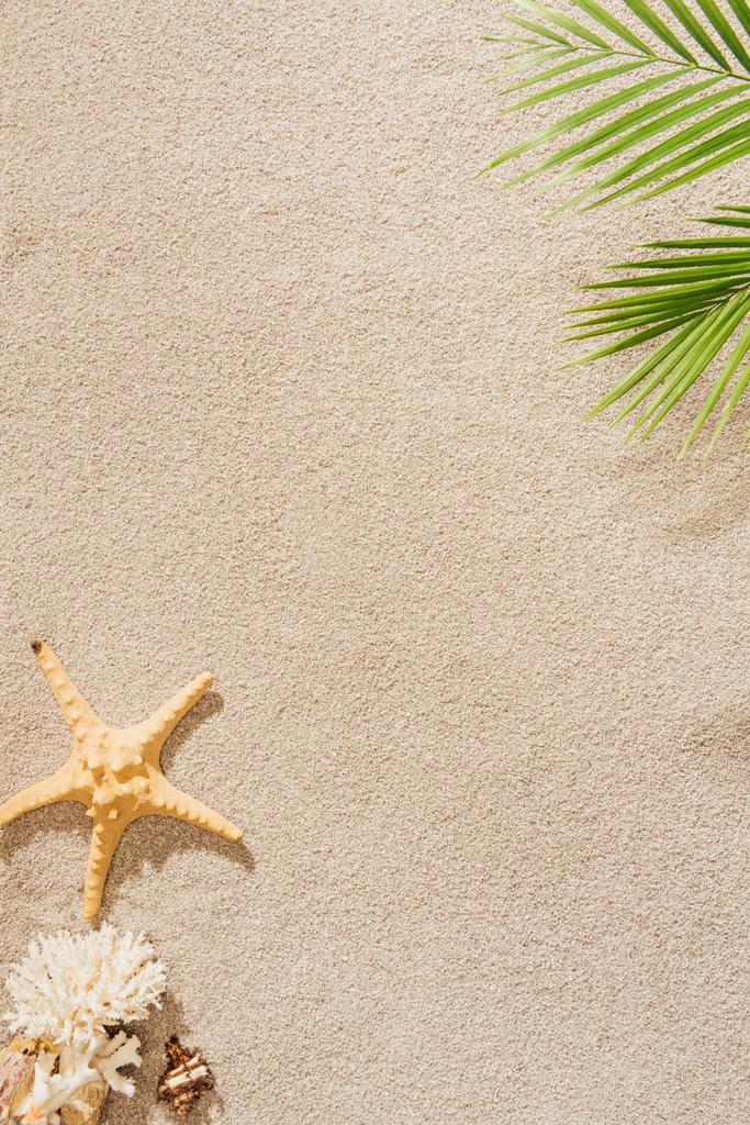 vista superior de concha marina, coral y estrellas de mar que se encuentran en la playa de arena con rama de palma
 - Foto, imagen