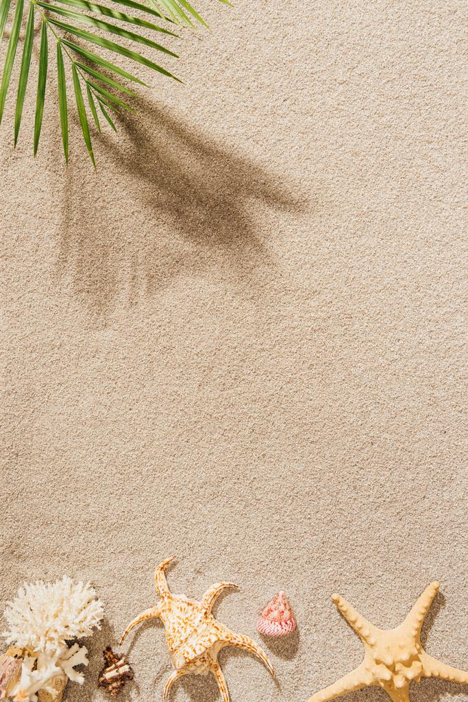 ylhäältä näkymä simpukat, koralli ja meritähti makaa hiekkarannalla palmu haara
 - Valokuva, kuva
